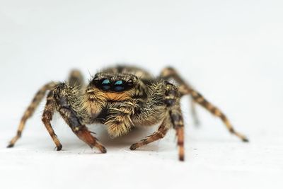 ND5_7714F schorsmarpissa (Marpissa muscosa, Fencepost jumping spider).jpg