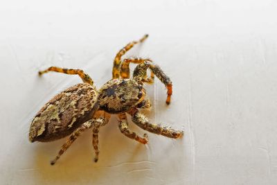 ND5_7631F schorsmarpissa (Marpissa muscosa, Fencepost jumping spider).jpg