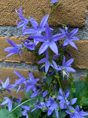 thumb_4366F kruipklokje of Servisch klokje (Campanula poscharskyana, Blue Waterfall).jpg