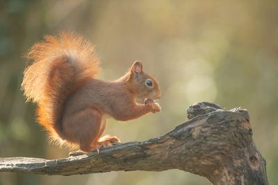 ND5_2843F rode eekhoorn (Sciurus vulgaris, Red squirrel).jpg