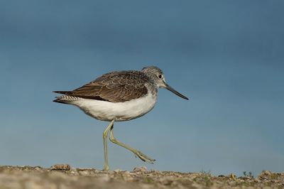 D4S_9804F groenpootruiter (Tringa nebularia, Common Greenshank).jpg