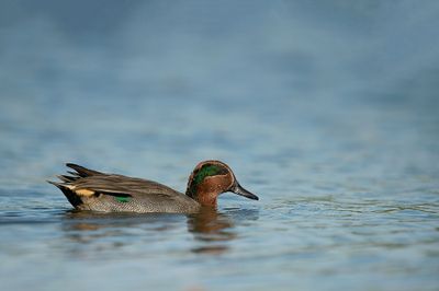 D4S_9826F wintertaling (Anas crecca, Common Teal).jpg