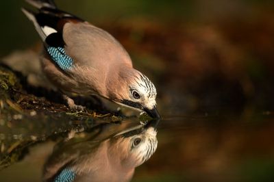 D4S_8333F vlaamse gaai (Garrulus glandarius, Eurasian Jay).jpg