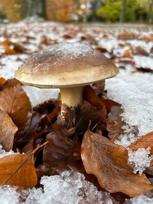 thumb_473bF gewoon eekhoorntjesbrood (Boletus edulis, Penny bun).jpg