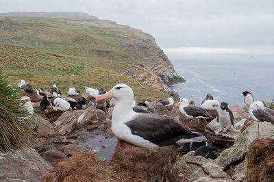 700_6124F wenkbrauwalbatros (Thalassarche melanophris, Black-browed albatross).jpg