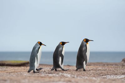 700_8372F koningspinguin (Aptenodytes patagonicus, King Penguin).jpg