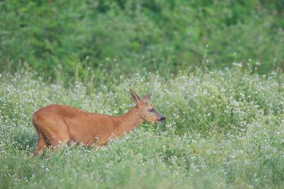 D40_3601F ree (Capreolus capreolus, Roe) in boekweitakker.jpg