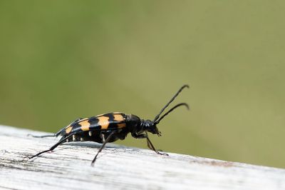 700_1088F gevlekte smalboktor (Leptura quadrifasciata, Four-banded longhorn beetle).jpg