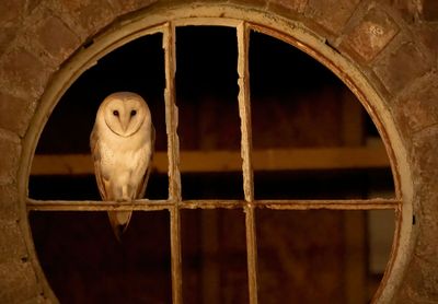 ND5_3784 ND5_0842F kerkuil (Tyto alba, Barn owl).jpg
