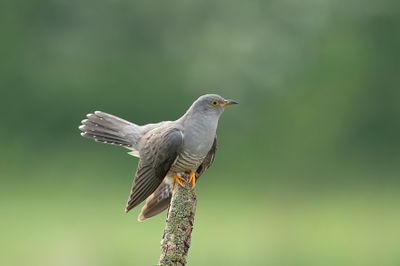 D4S_4468F koekoek (Cuculus canorus, Common Cuckoo).jpg