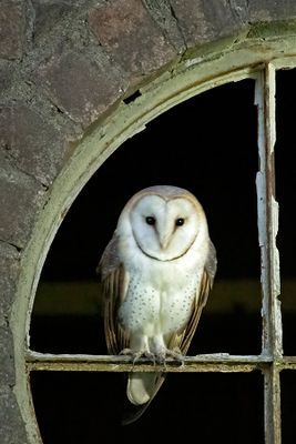 ND5_3929F kerkuil (Tyto alba, Barn owl).jpg