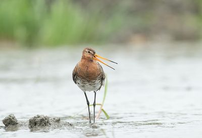 ND5_4261F grutto (Limosa Limosa, Black-tailed Godwit).jpg