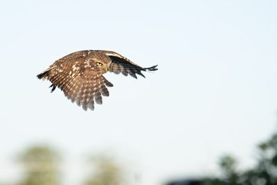 Z63_0989F steenuil (Athene noctua, Little Owl).jpg