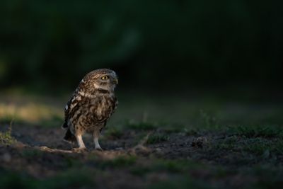 Z63_0971F steenuil (Athene noctua, Little Owl).jpg