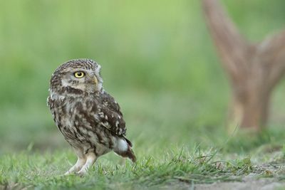 Z63_1052F steenuil (Athene noctua, Little Owl).jpg