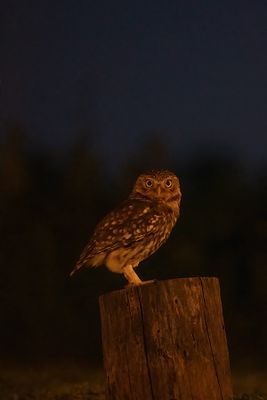 Z63_1197F steenuil (Athene noctua, Little Owl).jpg