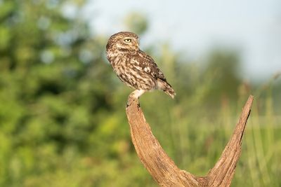 Z63_0934F steenuil (Athene noctua, Little Owl).jpg