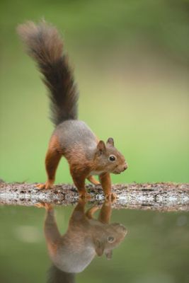 ND5_5403F rode eekhoorn (Sciurus vulgaris, Red squirrel).jpg