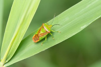 ND5_5692F meidoornkielwants (Acanthosoma haemorrhoidale, Hawthorn shieldbug).jpg