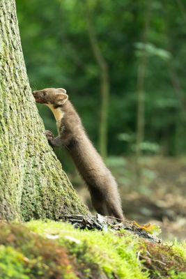 Z63_1455F boommarter (Martes martes, Pine marten).jpg