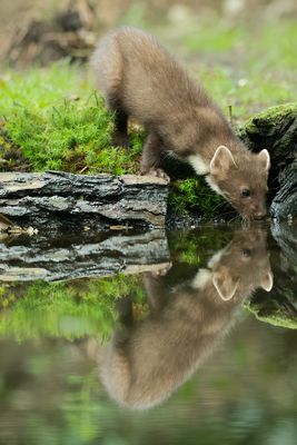 Z63_1530F boommarter (Martes martes, Pine marten).jpg