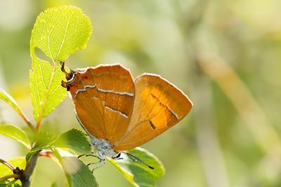ND5_7306F sleedoornpage (Thecla betulae, Brown hairstreak).jpg