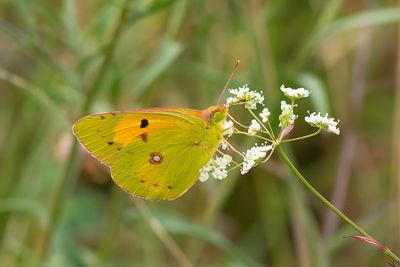 ND5_7217F oranje luzernevlinder (Colias croceus, Clouded Yellow).jpg