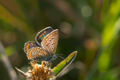 ND5_7313F icarusblauwtje (Polyommatus icarus, Common Blue).jpg