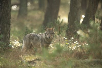 ND5_7408F wolf (Canis lupus, Grey wolf).jpg