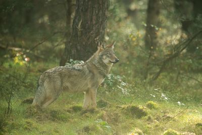 ND5_7379F wolf (Canis lupus, Grey wolf).jpg