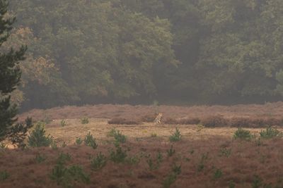 Z63_1877 wolf (Canis lupus, Grey wolf).jpg