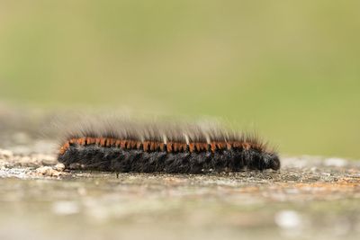 Z63_1647F rups van veelvraat (Macrothylacia rubi, Fox Moth).jpg
