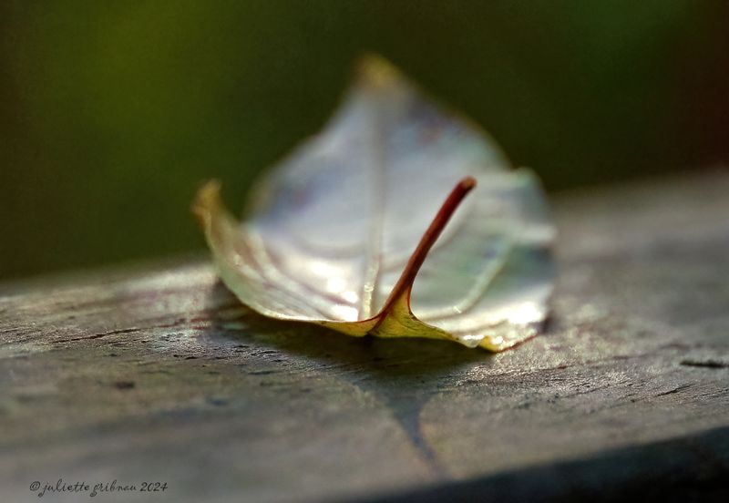 PB110082 -1.jpg