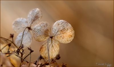 P1190375 -1.jpg