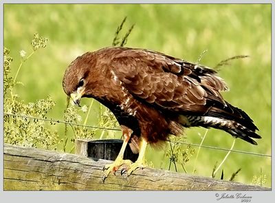 
buizerd (buteo buteo)
