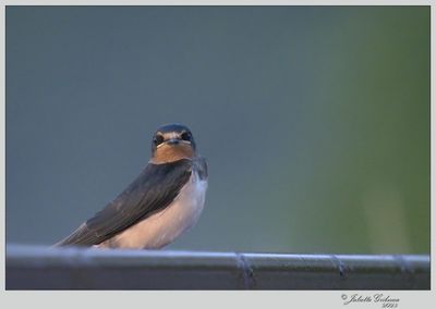 
juvenile boerenzwaluw (Hirundo rustica)
