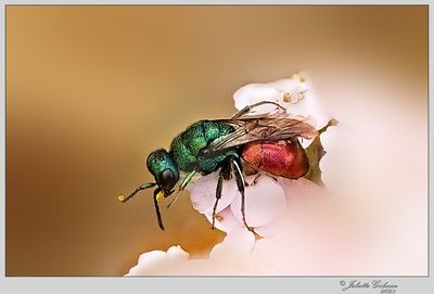 wespen-wasps