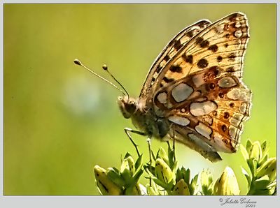 
grote parelmoervlinder (Speyeria aglaja)
