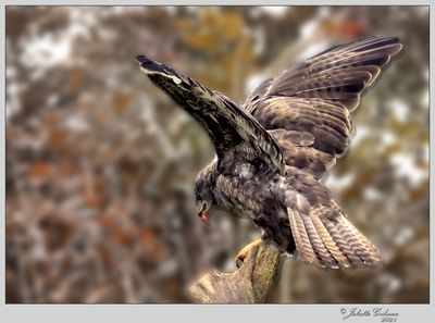 
buizerd (buteo buteo)
