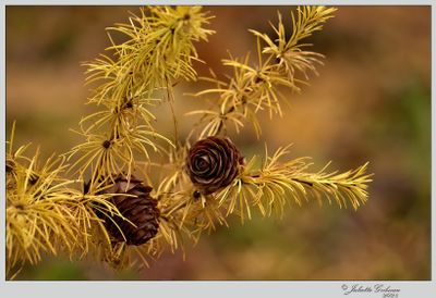 bomen_trees