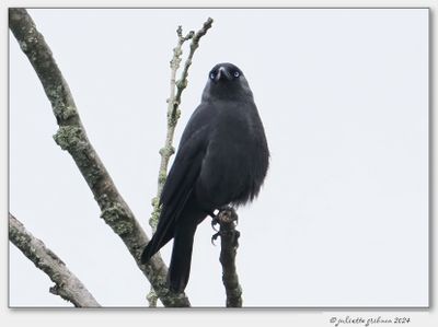 Kauw_Western_Jackdaw