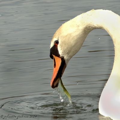 zwanen_swans