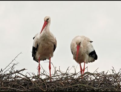 ooievaars_storks