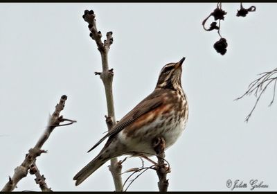 koperwiek_Turdus iliacus