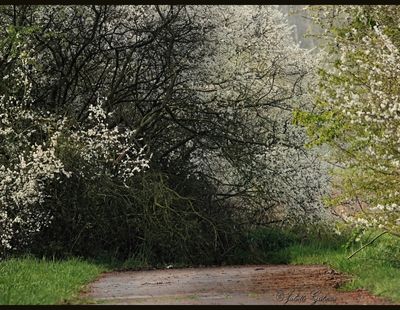 landschap_scenery