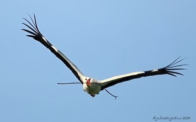 ooievaars_storks