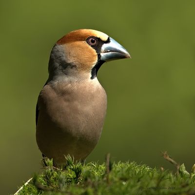 appelvink_Coccothraustes_coccothraustes