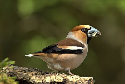 appelvink_Coccothraustes_coccothraustes