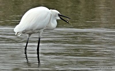 reigers-herons