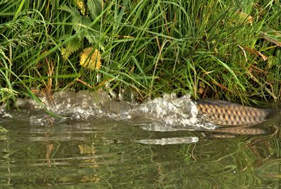 vissen_fish